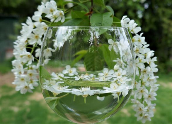 flower essences being made from wild cherry tree