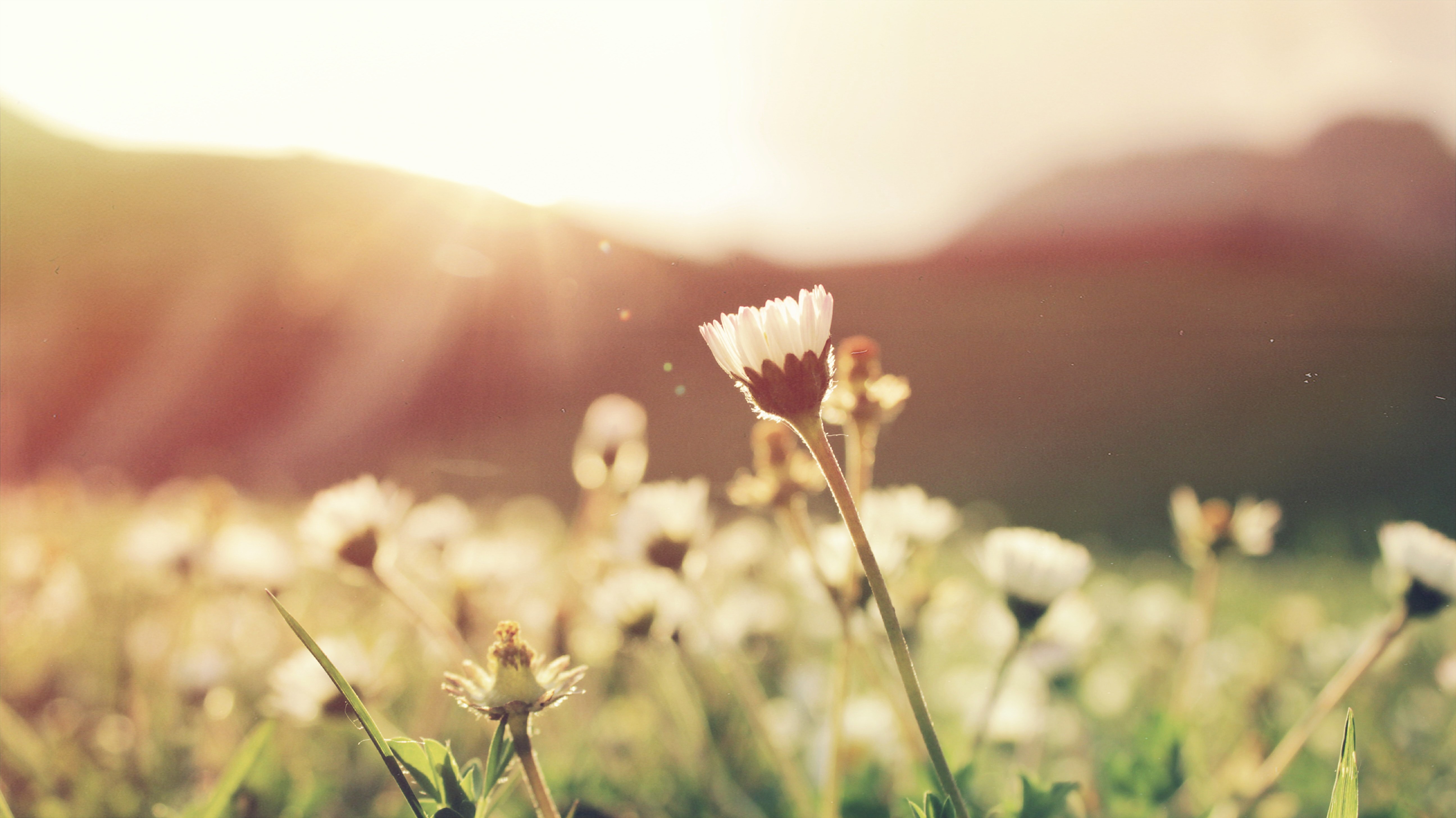 picture of spring flowers