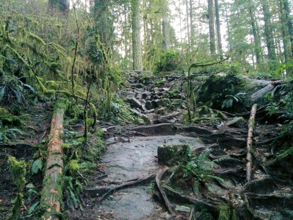 Forest rocks that look like a staircase