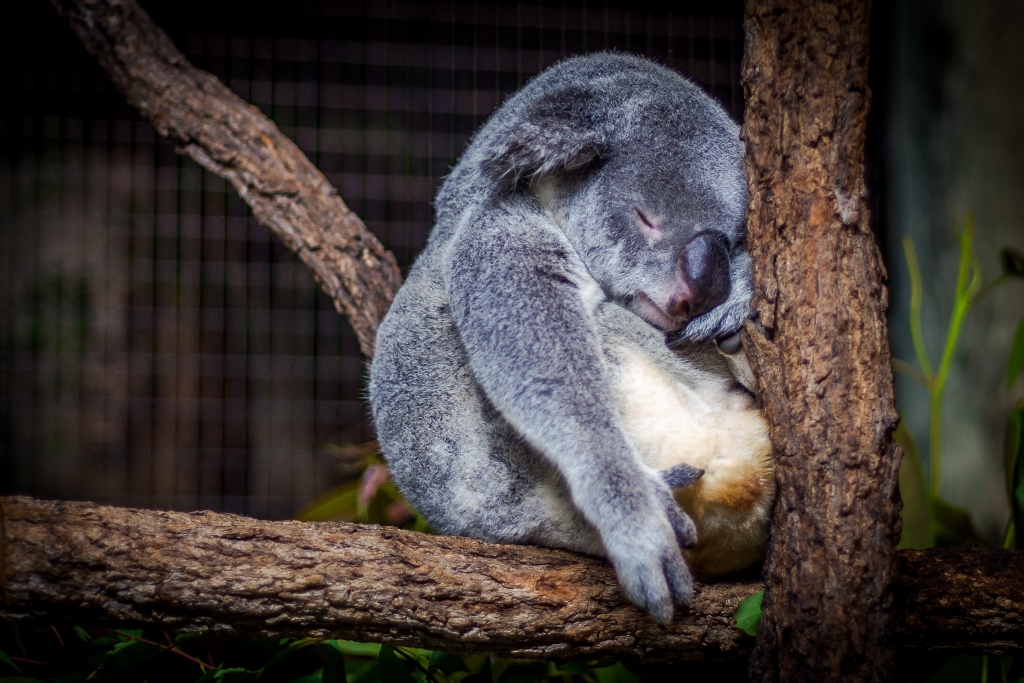 Sleepy koala in tree