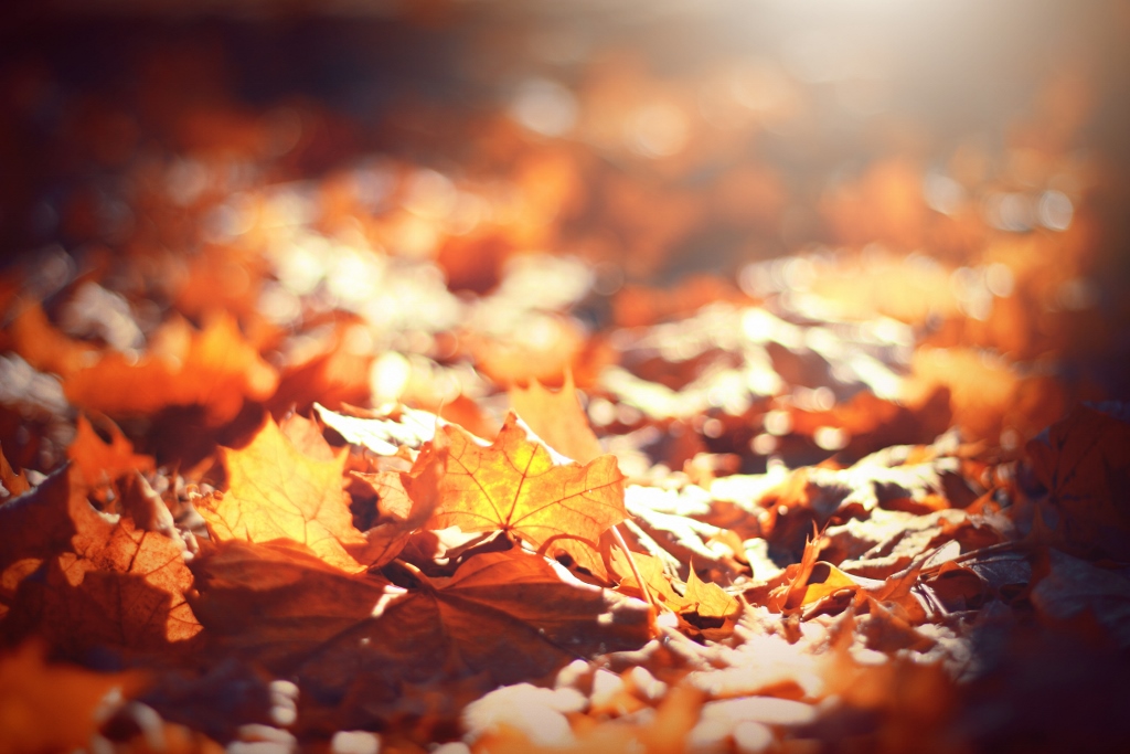 close-up of fall leaves