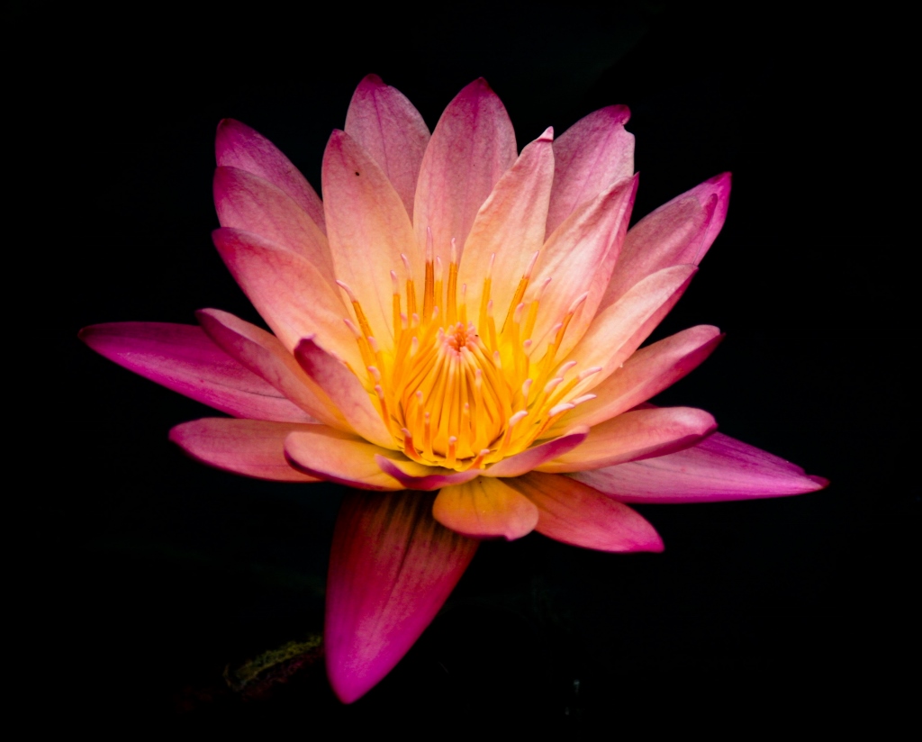 Pink Flower on Black Background