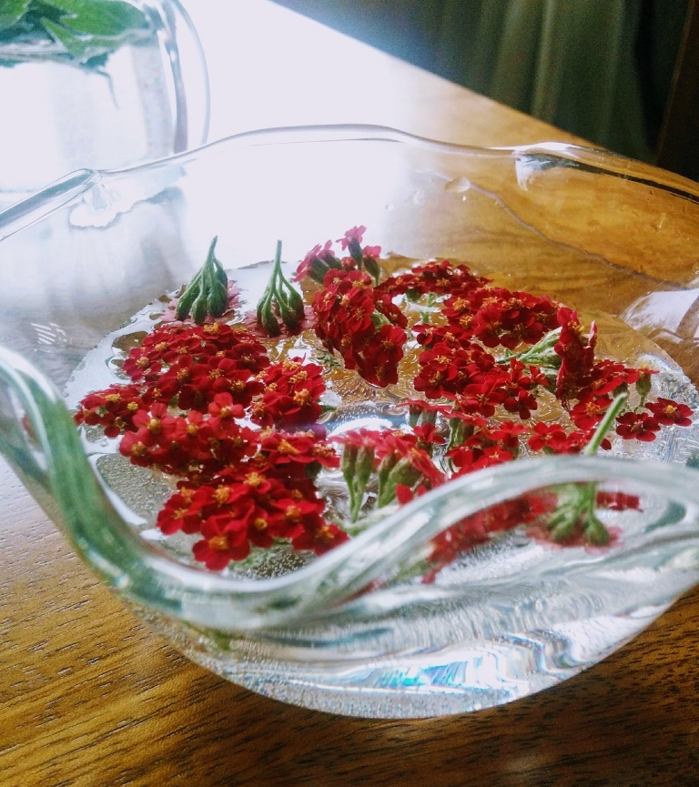 red yarrow flowers in bowl of water