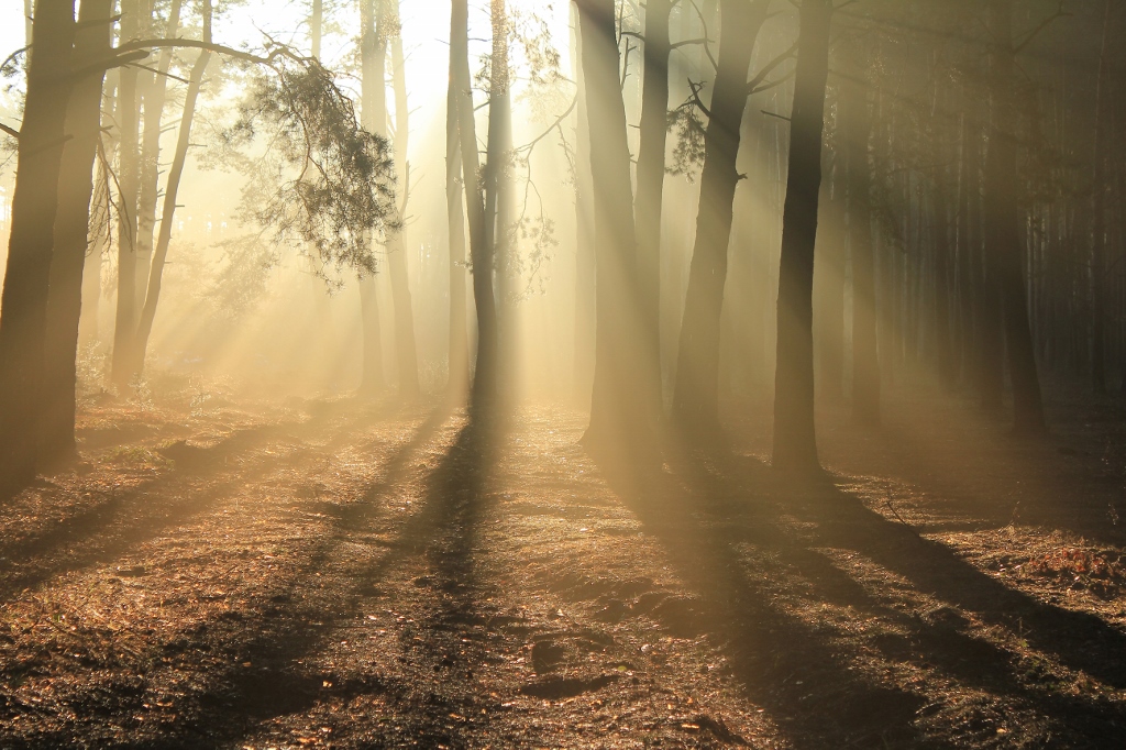 sunshine through trees