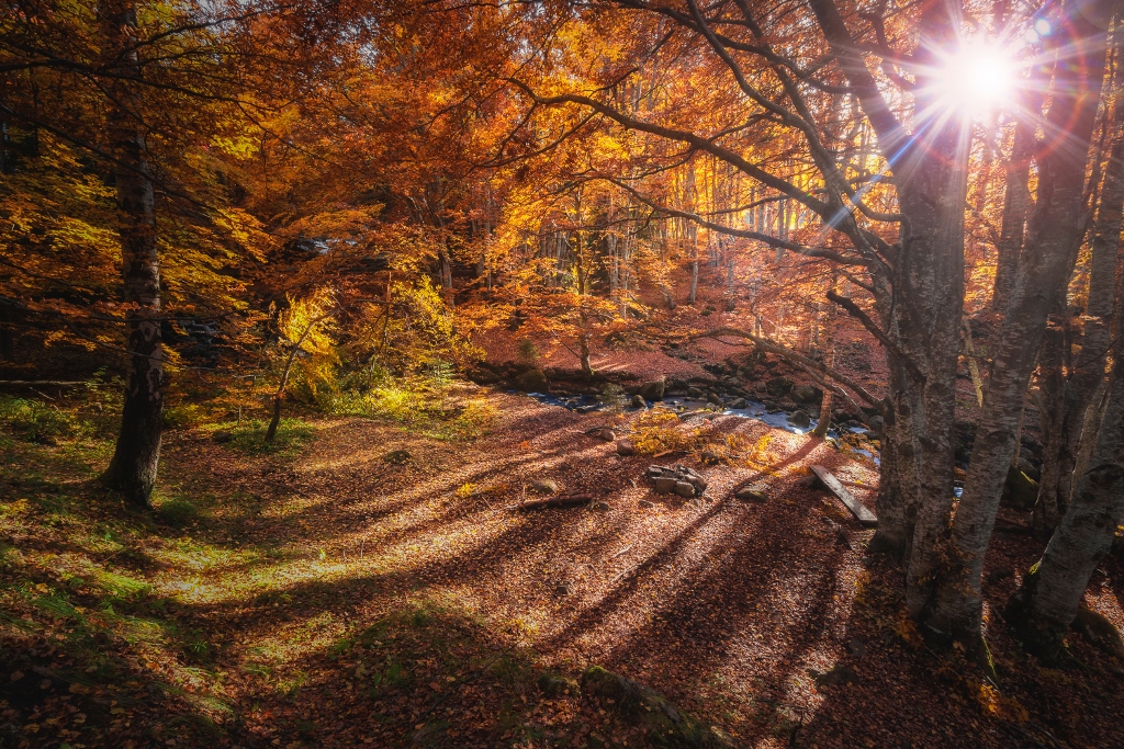 sunlight through fall trees