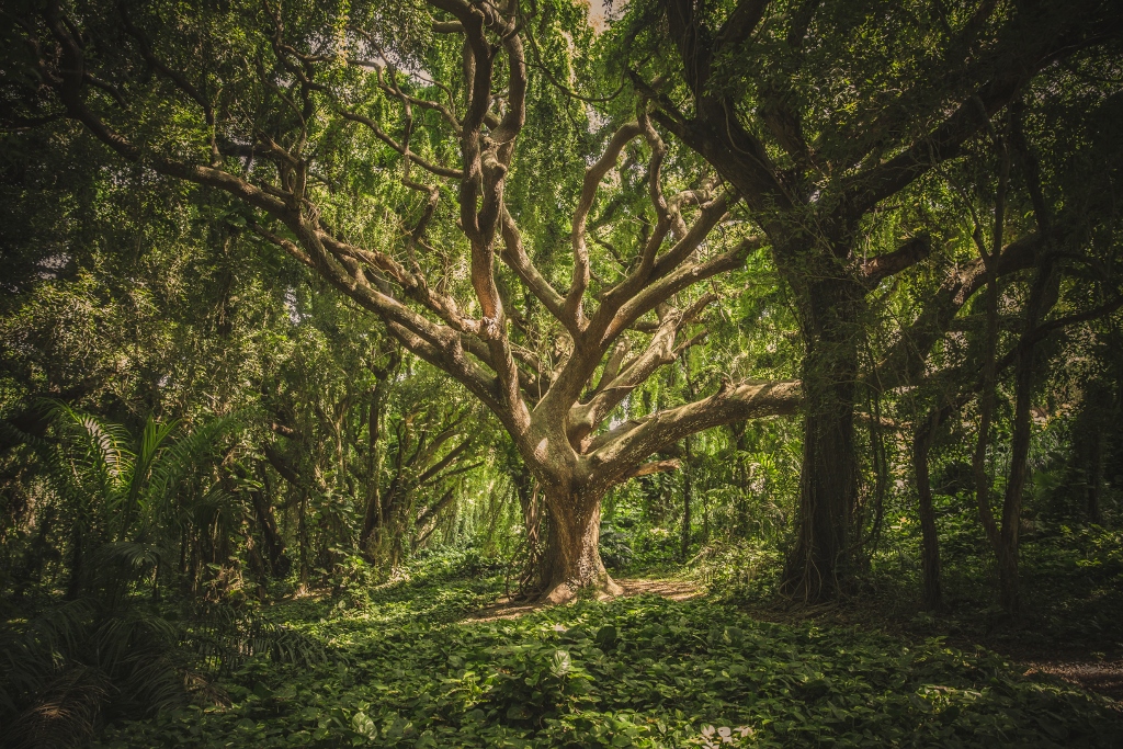 powerful looking tree in forest